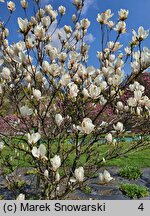 Magnolia ×soulangiana Alba Superba