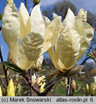 Magnolia Yellow Lantern