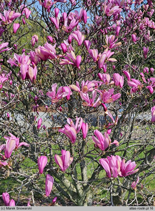 Magnolia Randy