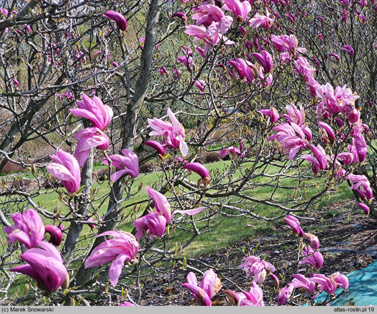 Magnolia Betty