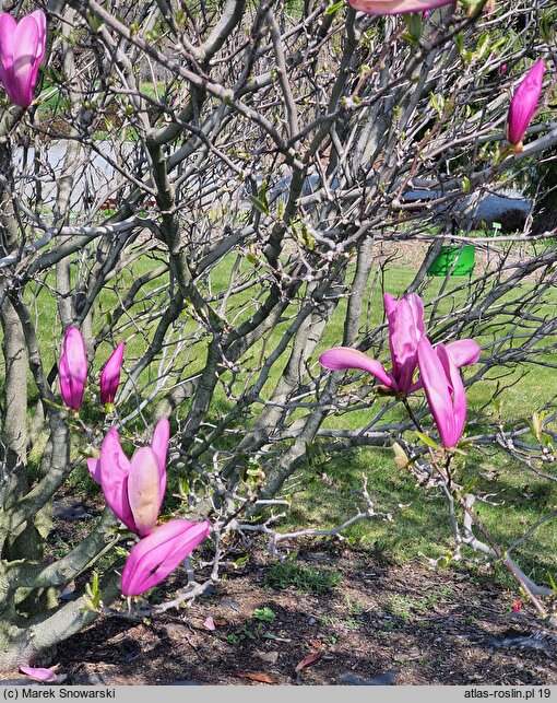 Magnolia Susan