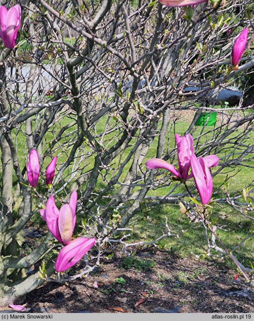 Magnolia Susan