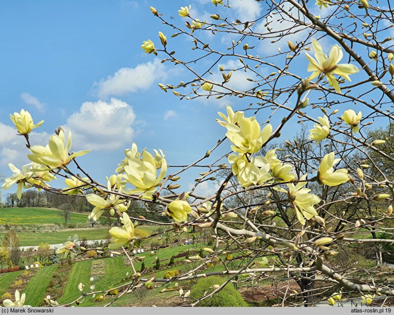 Magnolia Daphne