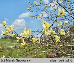 Magnolia Daphne