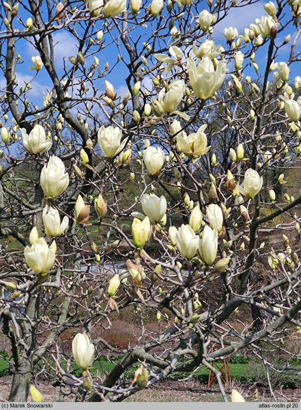 Magnolia denudata Yellow River