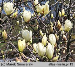 Magnolia denudata Yellow River