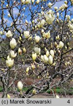 Magnolia denudata Yellow River