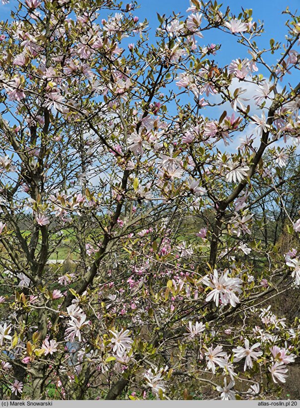 Magnolia ×loebneri Raspberry Fun