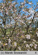 Magnolia ×loebneri Raspberry Fun