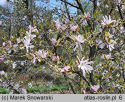 Magnolia ×loebneri Raspberry Fun