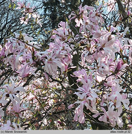 Magnolia ×loebneri Leonard Messel