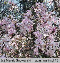 Magnolia ×loebneri Leonard Messel