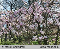 Magnolia ×loebneri Leonard Messel