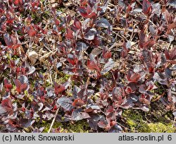 Lysimachia ciliata (tojeść orzęsiona)