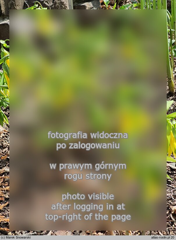Uvularia grandiflora (jagodowiec wielkokwiatowy)