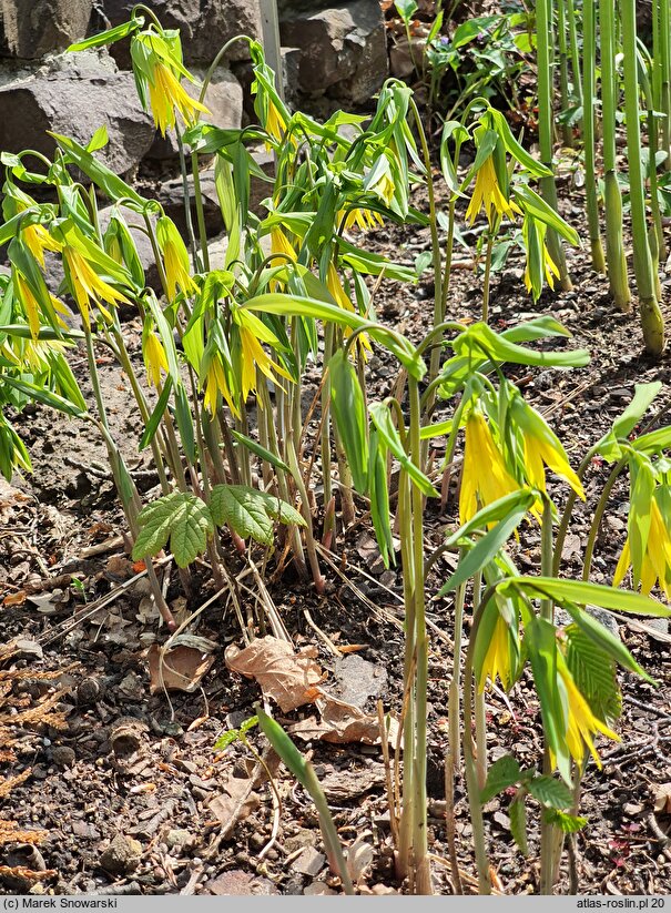 Uvularia grandiflora (jagodowiec wielkokwiatowy)