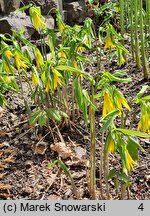 Uvularia grandiflora (jagodowiec wielkokwiatowy)