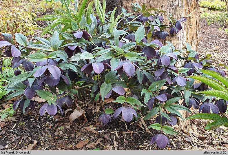 Helleborus orientalis Black