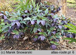 Helleborus orientalis Black