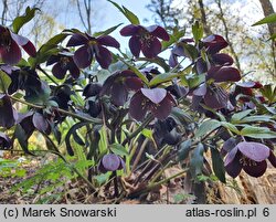 Helleborus orientalis Black