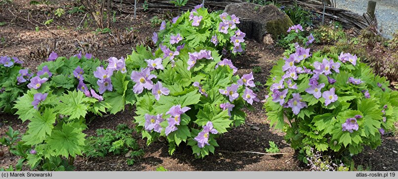 Glaucidium palmatum (glaucidium groniaste)