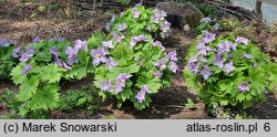 Glaucidium palmatum (glaucidium groniaste)