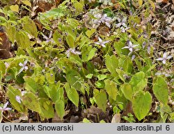 Epimedium Pink Elf