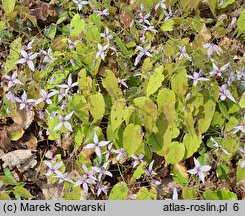 Epimedium Pink Elf