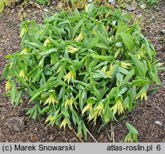 Uvularia grandiflora (jagodowiec wielkokwiatowy)