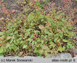 Epimedium ×warleyense Ellen Willmott