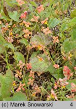 Epimedium ×warleyense Ellen Willmott