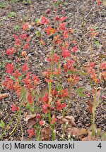 Epimedium ×warleyense Ellen Willmott