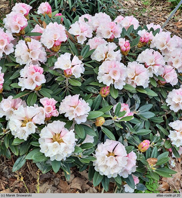 Rhododendron hort. Silbervelours