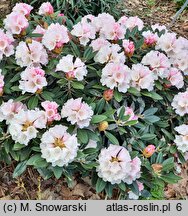 Rhododendron Silbervelours