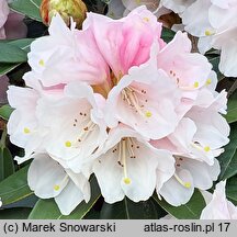 Rhododendron hort. Silbervelours