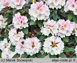 Rhododendron hort. Silbervelours