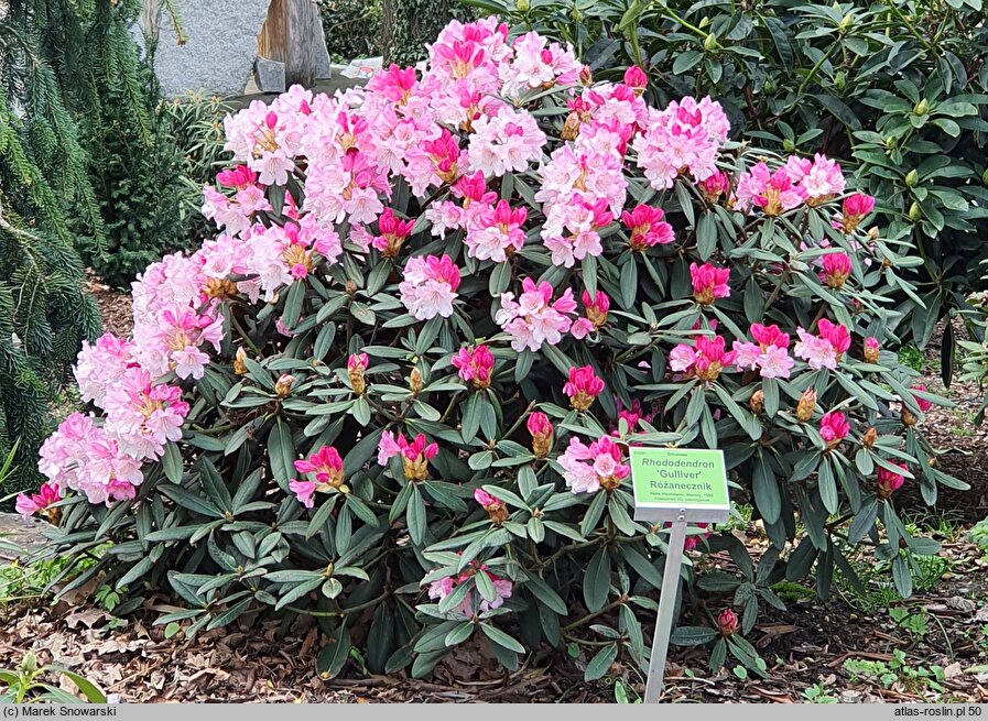 Rhododendron Gulliver