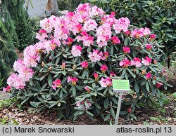 Rhododendron Gulliver