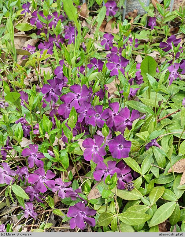 Vinca minor Verino