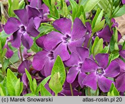 Vinca minor Verino