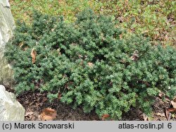 Podocarpus alpinus (podokarpus tasmański)