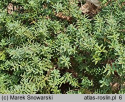 Podocarpus alpinus (podokarpus tasmański)