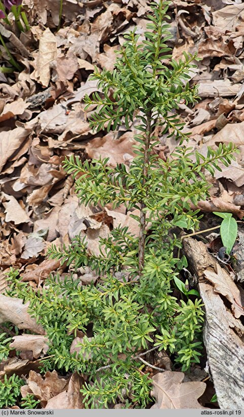 Podocarpus nivalis (podokarp śnieżny)