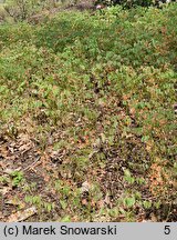 Epimedium pubigerum Orangekönigin