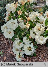 Rhododendron hort. Rothenburg