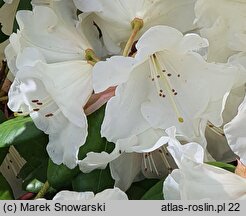 Rhododendron Rothenburg