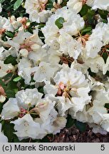 Rhododendron hort. Rothenburg