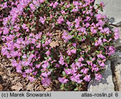 Rhododendron hort. Charme La