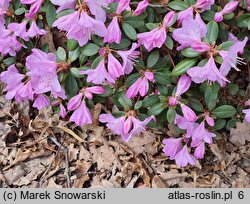 Rhododendron hort. Charme La