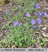 Phlox divaricata Blue Moon